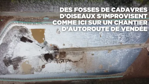 Grippe aviaire : L214 dévoile une vidéo d'un charnier de volailles...