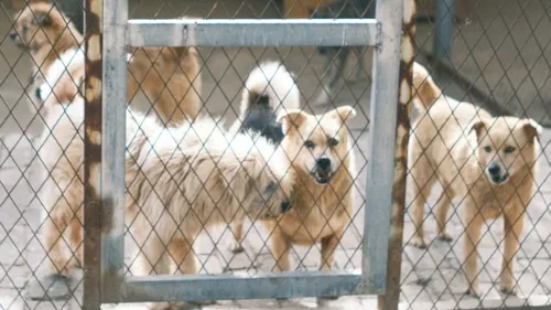 SPA : les refuges de l'Ouest sont surchargés, les abandons augmentent