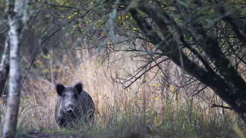 Bretagne : la chasse s’apprête à rouvrir ce dimanche
