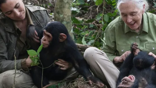 Jane Goodall, la célèbre primatologue britannique, est décédée à...