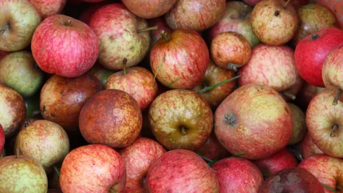 Pommes à cidre : une récolte 2025 exceptionnelle en Bretagne et...