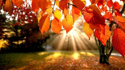 "Chute des feuilles, pas du moral !" — Les secrets pour rayonner en...