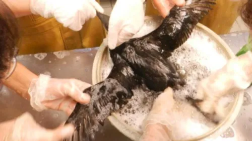 Vingt-six ans après, l’Erika refait surface : des oiseaux mazoutés...