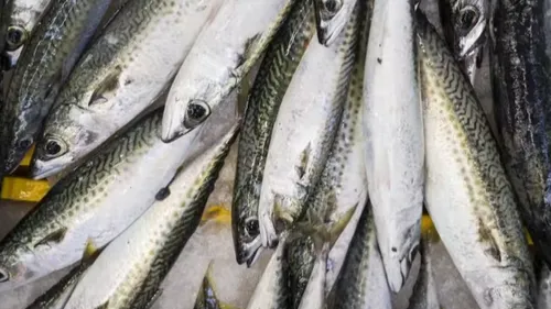 Maquereau : l’Union Européenne assouplit les quotas malgré l’alerte...