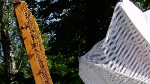 Canicule et sécheresse : les apiculteurs s'inquiètent d'une récolte...