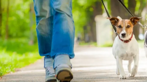 Garde d'animaux pour les vacances d'été : le grand casse-tête des...