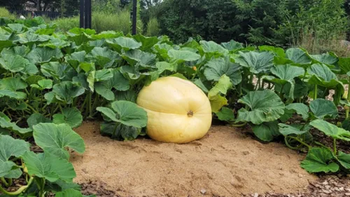La Roche-sur-Yon : le Potager Extraordinaire se prépare au Concours...