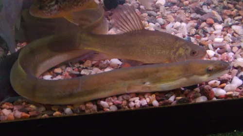 Aux Sables d'Olonne, l'interdiction de la pêche à l'anguille...