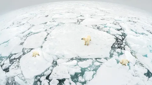 Banquise arctique : un record de fonte qui alerte sur une...