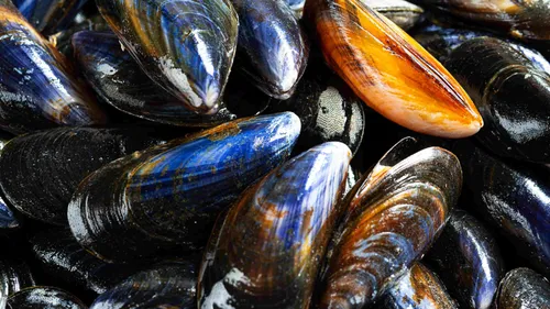 Pêche aux coquillages interdite dans de nombreux secteurs en raison...
