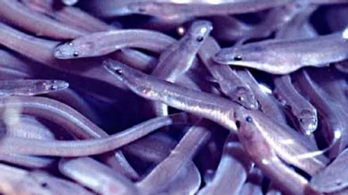 Le Pellerin : saisie exceptionnelle de civelles braconnées