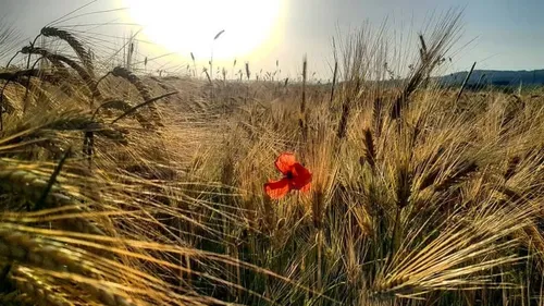 Vendée : le département placé en alerte sécheresse