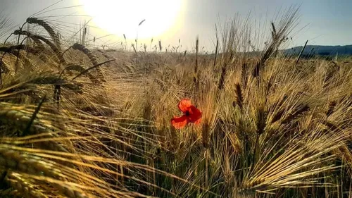 Bretagne : un mois de mai très sec et ensoleillé !