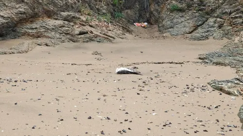 Grippe Aviaire : un nouveau foyer détecté en Ille-et-Vilaine