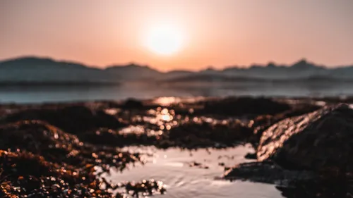 6000 m³ d'algues rouges échouées sur les plages de...