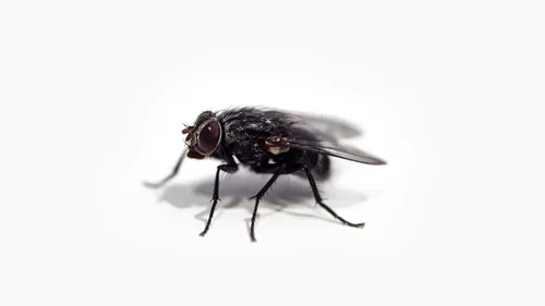 Mouches : les 5 réflexes à adopter pour éviter l'invasion cet été...