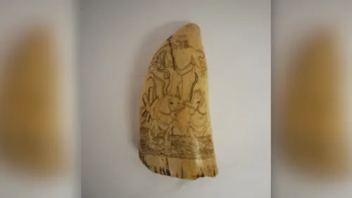 Une dent de cachalot en ivoire volée au musée de Guérande 