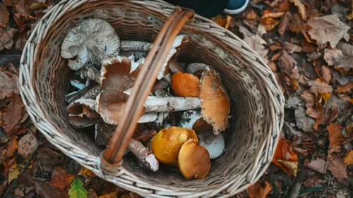 Les règles à connaître pour la cueillette des champignons
