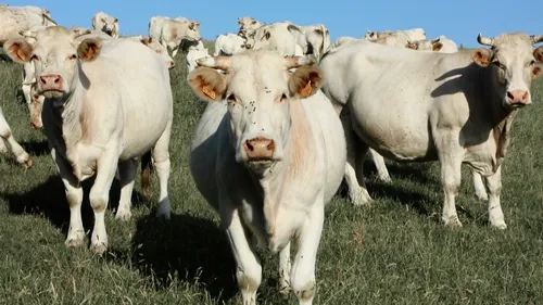 Dermatose nodulaire contagieuse : c’est quoi vraiment cette maladie...