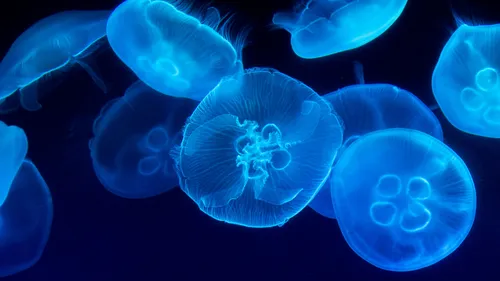 Que faire en cas de piqûres de méduses ?