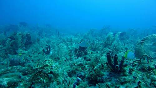 Les océans mondiaux ont atteint un pic de chaleur en juin avec près...