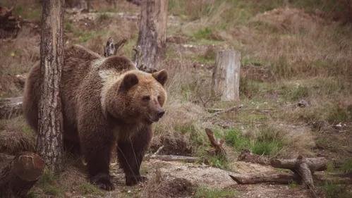 Un ours du parc Planète sauvage retrouvé dans un jardin