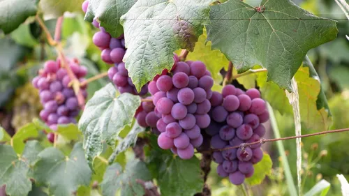 Début des vendanges, très précoces, pour le muscadet et les coteaux...