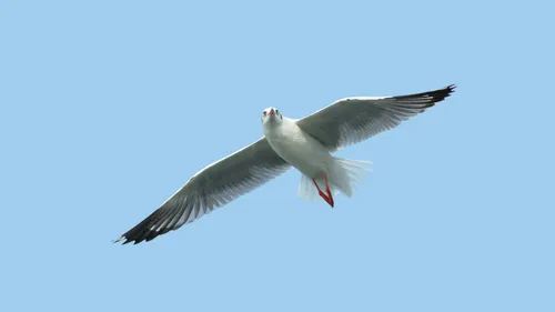 Ille-et-Vilaine : des mouettes mortes porteuses de la grippe aviaire