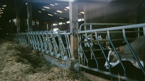 La fièvre catarrhale ovine progresse dans les Pays de la Loire et...