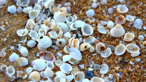 Piriac-sur-Mer : la pêche interdite autour de l'Île Dumet