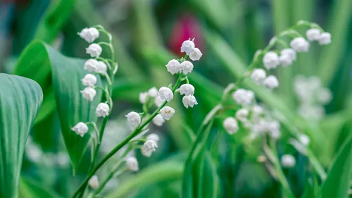 Les maraîchers nantais recrutent pour la cueillette du muguet