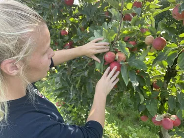 En Sarthe, l’été très sec réduit la taille et les volumes des pommes