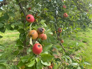 Sécheresse en Normandie : jusqu’à 50% de pommes en moins