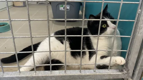 Verson : à la SPA, quand inflation rime avec abandon