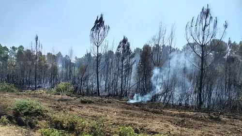 Sarthe : plusieurs dizaines d'hectares de forêt détruits ce lundi 