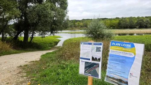 Dans le lit de la Loire, on enlève des arbres... pour mieux se...