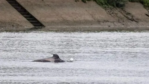 [PODCAST] Orque dans la Seine : de la surprise à l’émotion