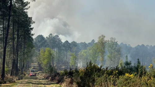 Important feu de forêt entre Maine-et-Loire et Indre-et-Loire