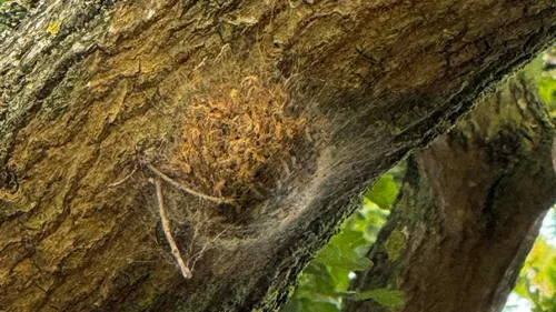 Saint-Pierre-de-Manneville : des chenilles causent la fermeture de...