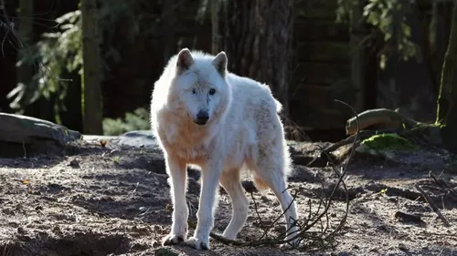 Albator, le loup arctique du zoo de la Flèche, est mort