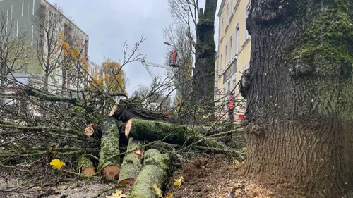 Au Mans, l'abattage des arbres de l'avenue Bollée a commencé