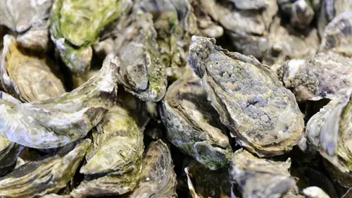 Huîtres : la préfecture du Calvados lève les restrictions