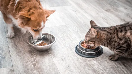 Rouen : une collecte en faveur des animaux d’Ukraine