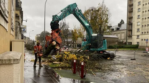 Au Mans, le bois des érables coupés sur l'avenue Bollée sera...