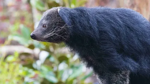 Des binturongs sont arrivés au ZooParc de Beauval