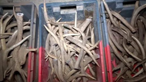 Courbeveille : la préfecture valide les conditions d'abattage de...