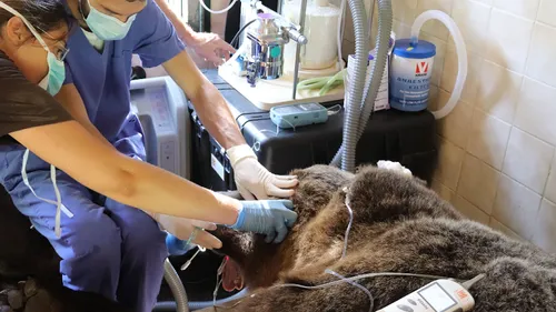 Maltraitance animale : des nouvelles de l'ours Bony