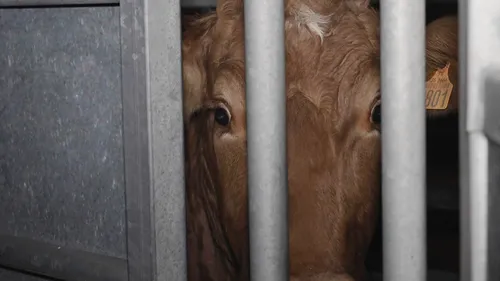 Abattoir de Craon : L214 veut remettre sa pétition en préfecture