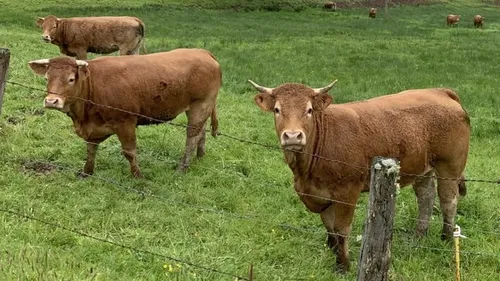 Un bovin tombe dans une fosse, des spécialistes appelés en renfort