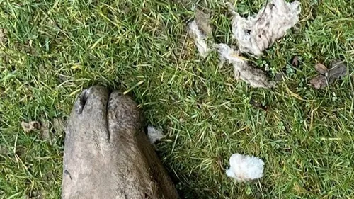 Villiers-Charlemagne : le loup se serait-il offert un festin ?